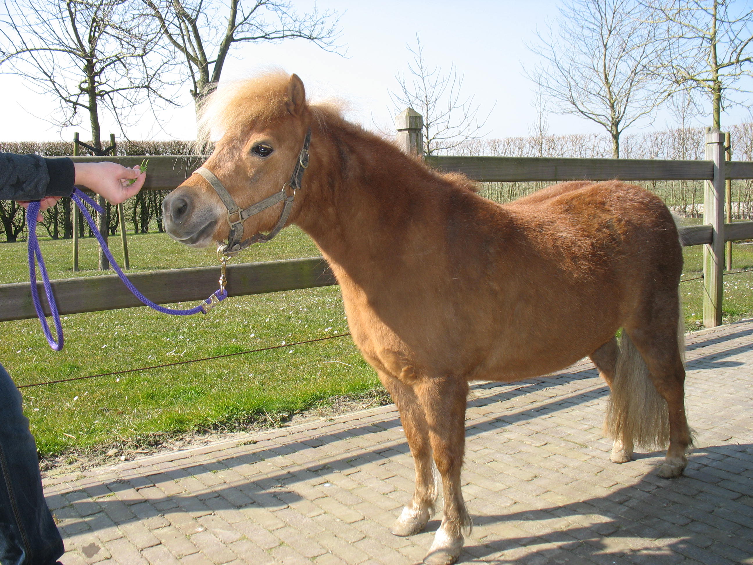 minipaardje Amy in wintervacht